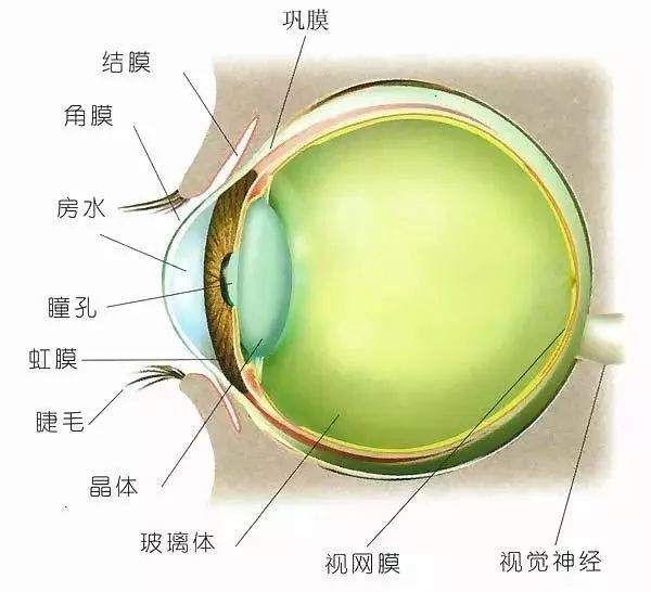 因为眼前节是一个囊袋,由结膜囊包裹住眼前结膜